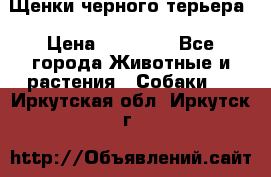 Щенки черного терьера › Цена ­ 35 000 - Все города Животные и растения » Собаки   . Иркутская обл.,Иркутск г.